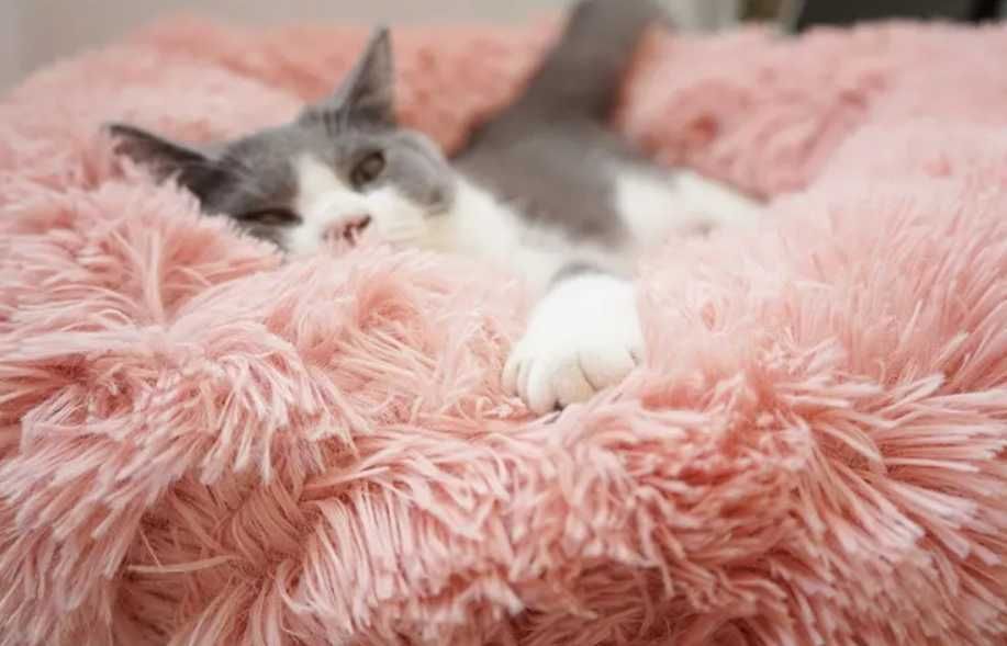 Camas cão / gato relax  NOVO