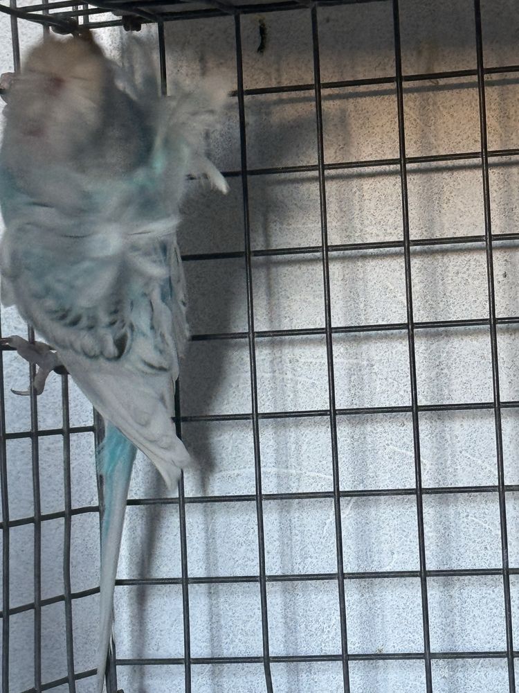 Vendo separadamente ou em lote ,tenho mais aves em outro anuncio