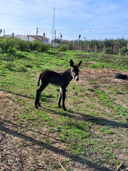 Burrinho da graciosa para reserva