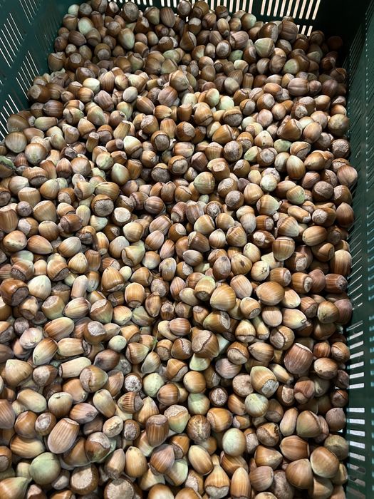 Otzechy laskowe 4 kg