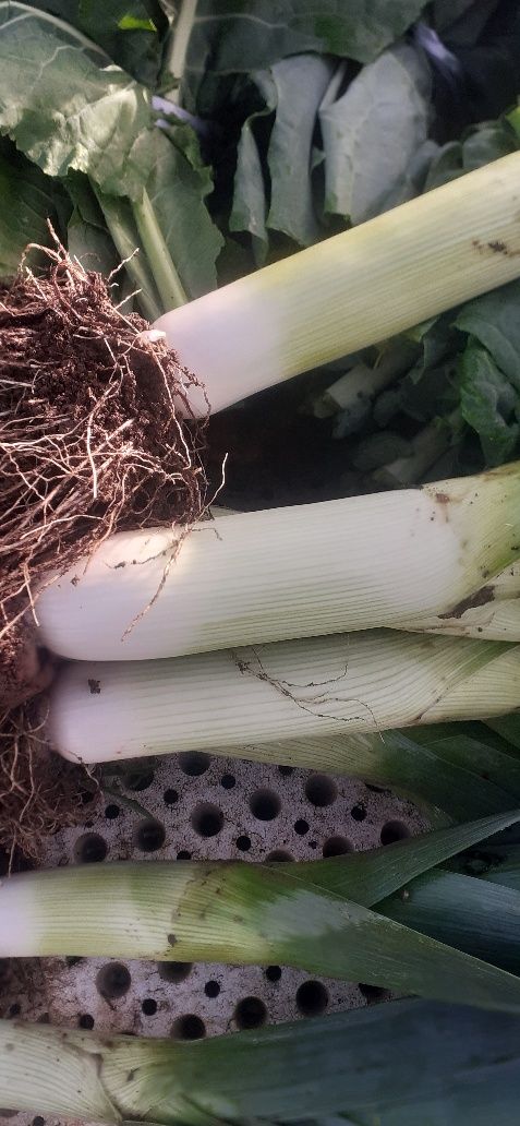 Alho France, 0,8euro 1 kg