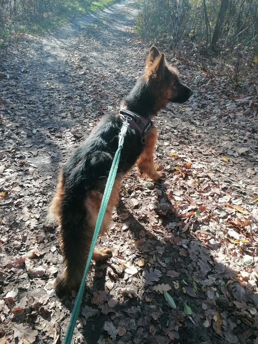 KIRA młoda suczka w typie owczarka niemieckiego szuka domu