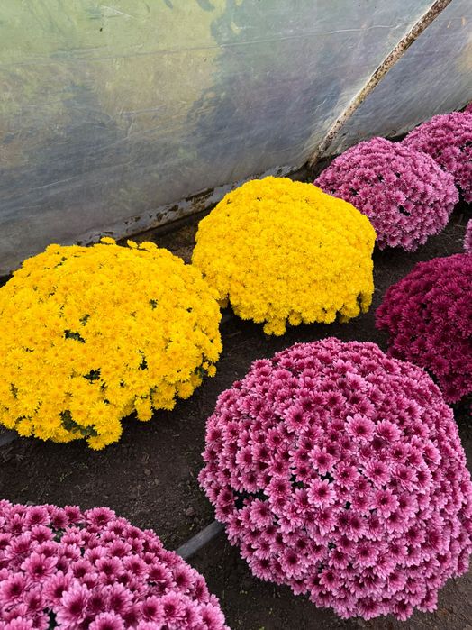 Chryzantemy drobnokwiatowe