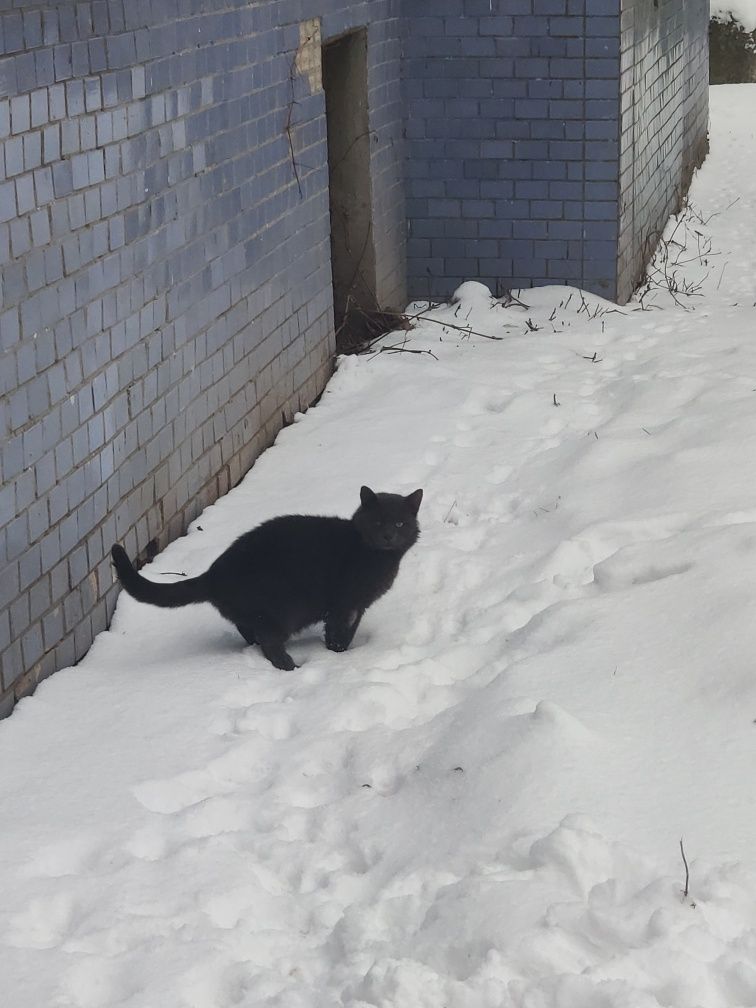 Знайдено котика. Кіт дорослий сірий схожий на британця, знайдено кота