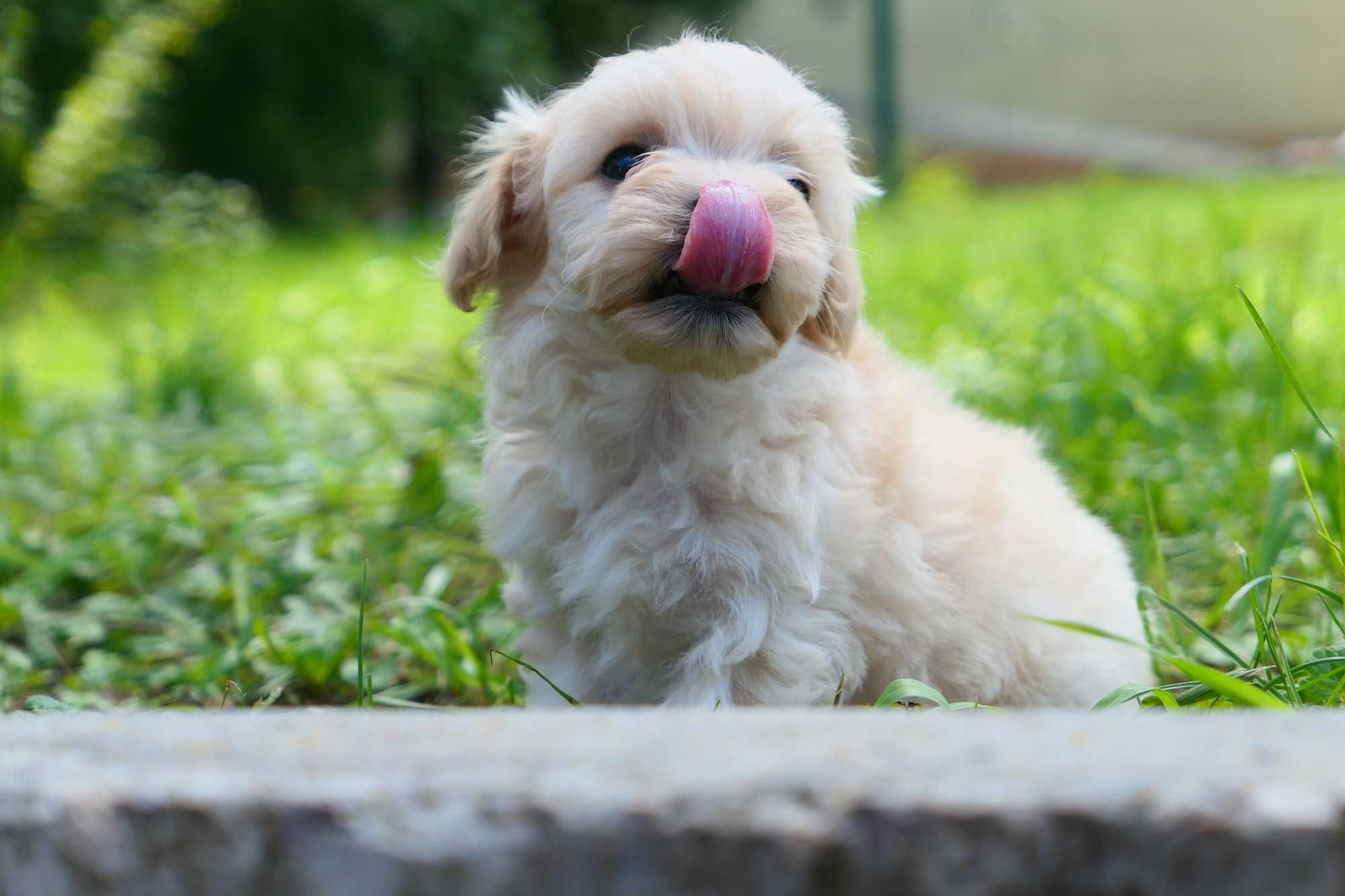 Maltipoo - Piesek F1