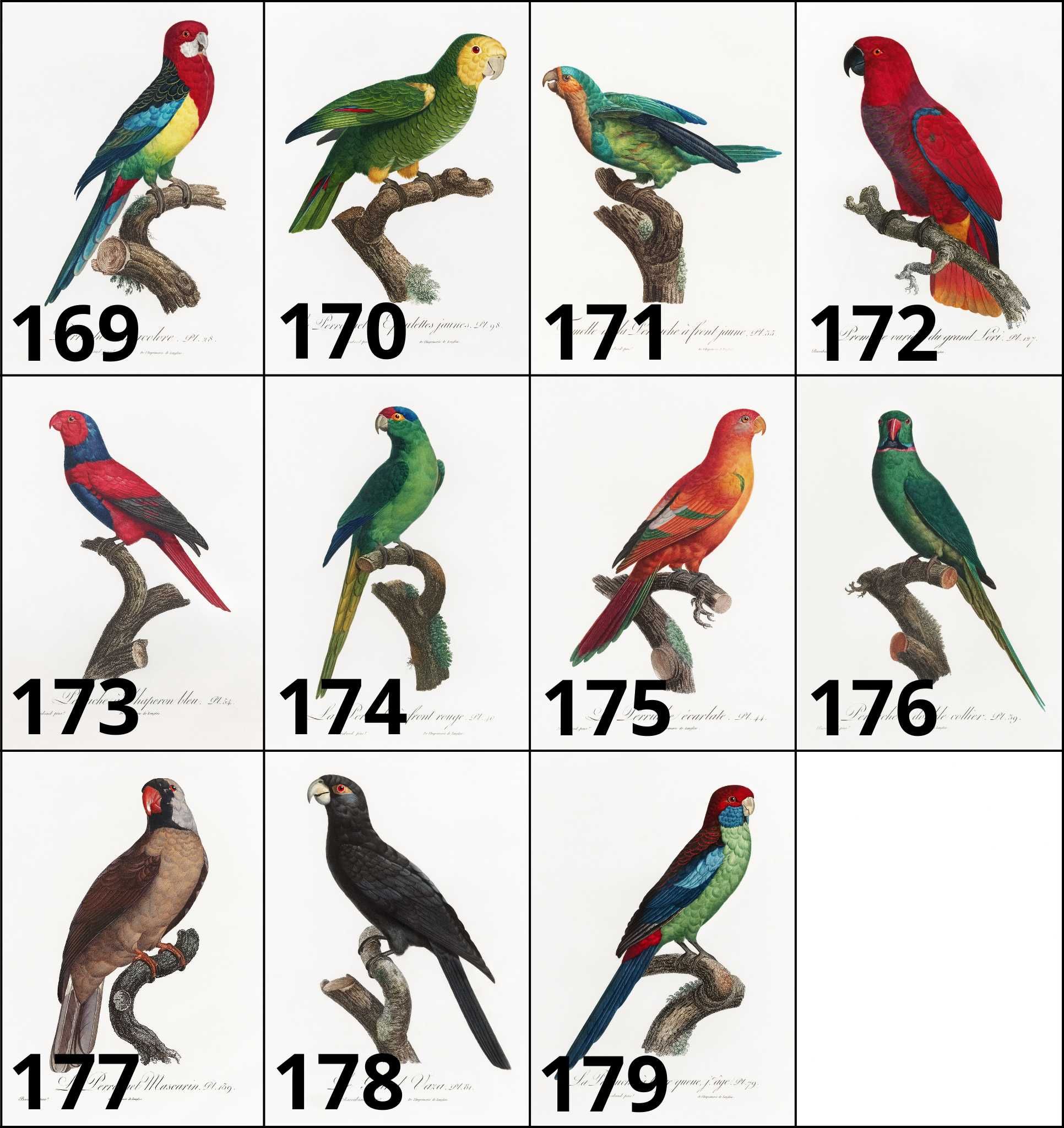 Plakaty 3szt Papugi WIELE WZORÓW! ~21x30cm Ornitologia boho vintage#3