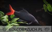 Labeo bicolor - Grubowarg dwubarwny - Epalzeorhynchos bicolor