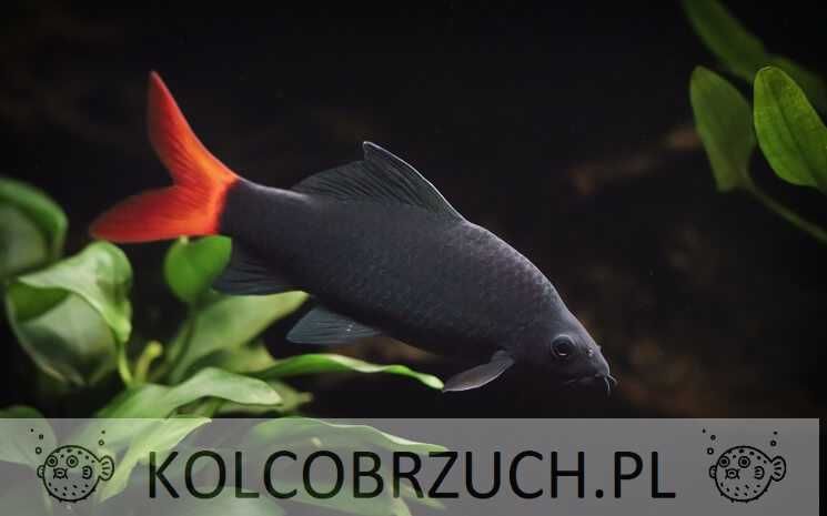 Labeo bicolor - Grubowarg dwubarwny - Epalzeorhynchos bicolor