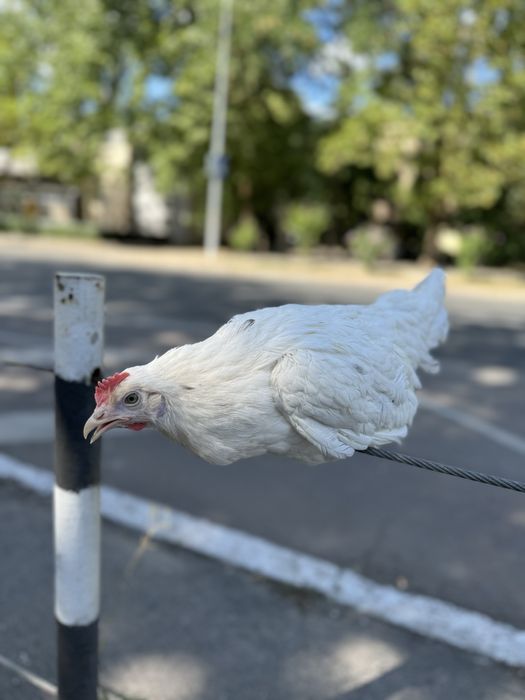 Сенди молодая курочка с первым яйцом