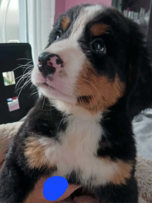 Berneński Pies Pasterski