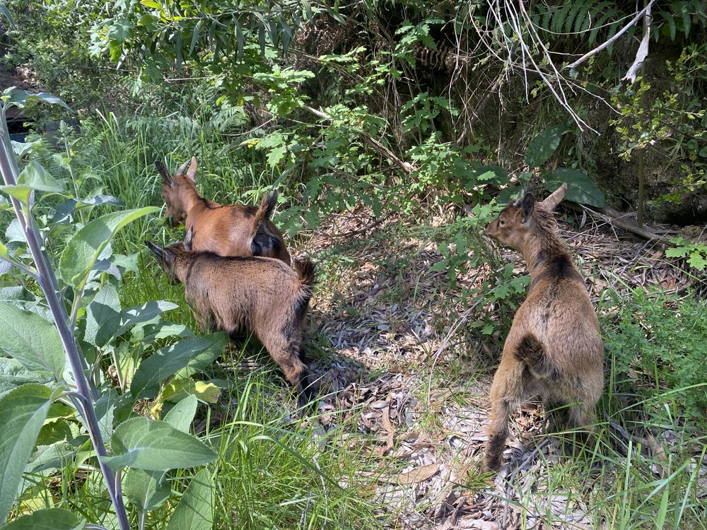 Cabras anas de estimacao