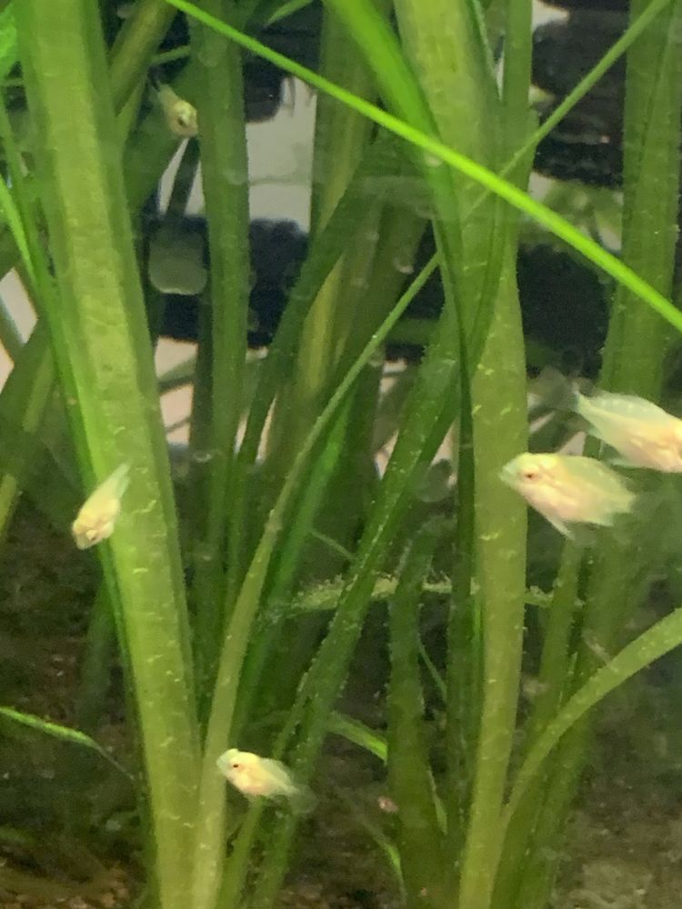 Papagaio anão albino crias  2€