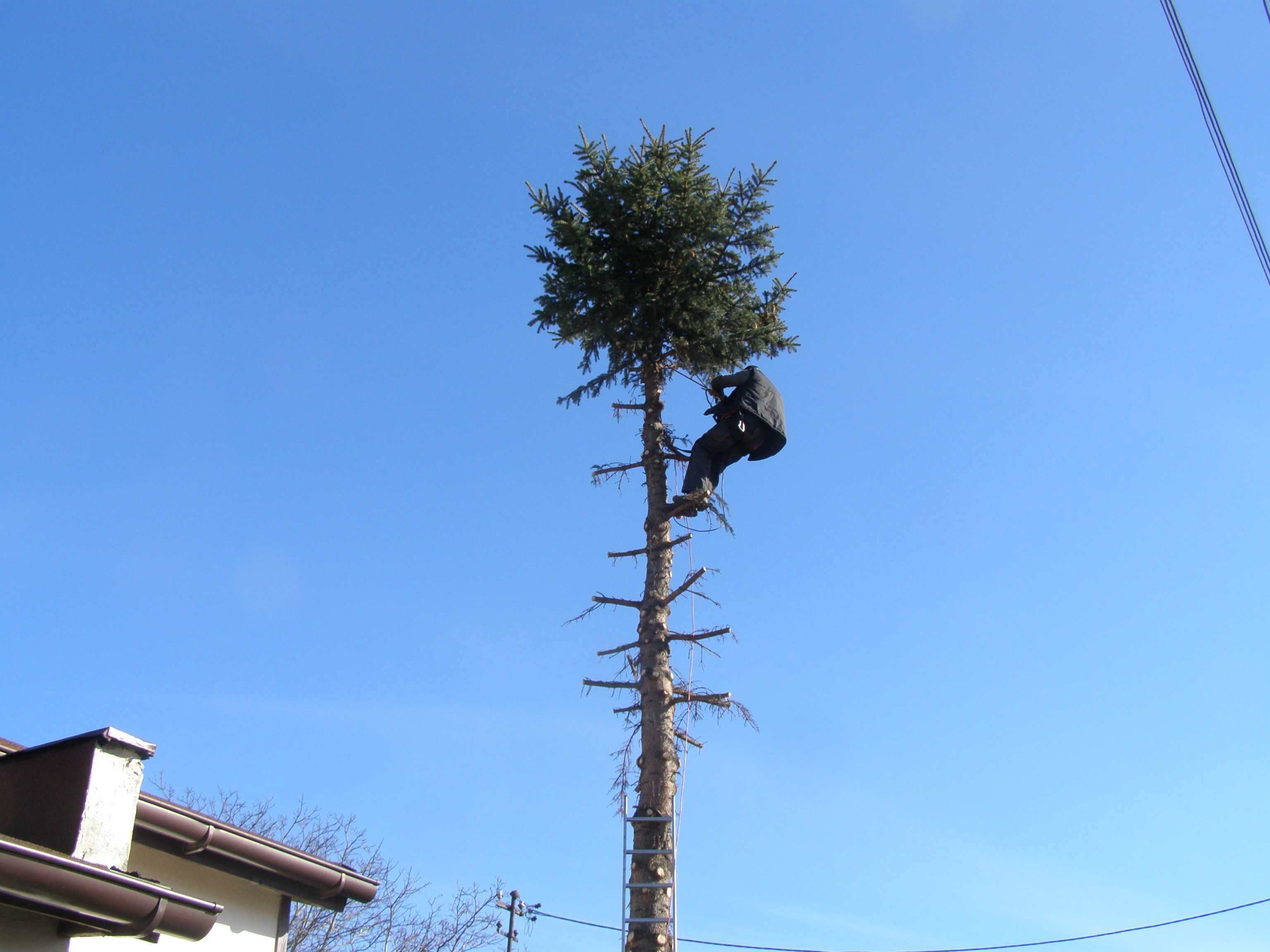 Wycinka i podcinka drzew , pielęgnacja - alpinistycznie