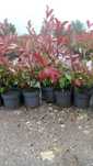 Photinias Bom Preço
