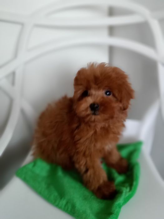 Рівне.Руденький Руді,міні- Мальтіпу F2