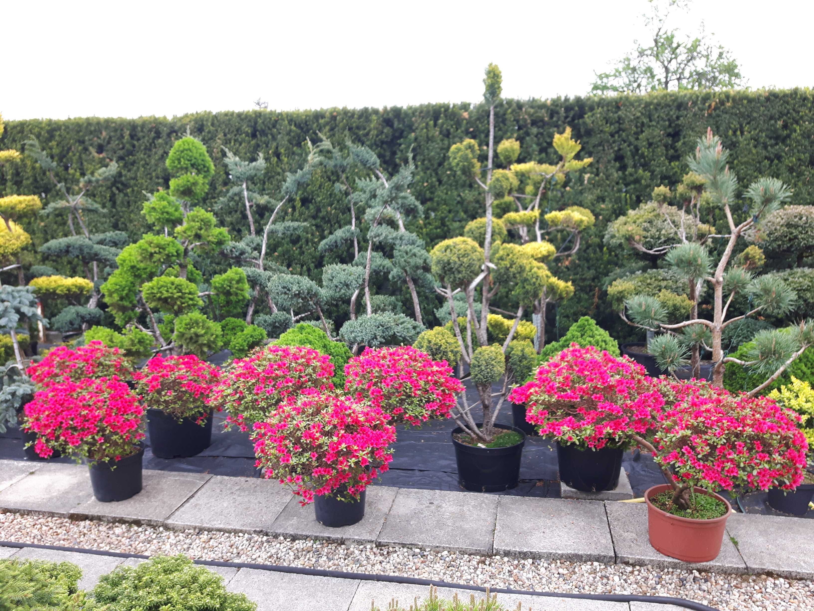 Szkółka roślin ozdobnych - niwaki, bonsai - jałowiec, sosna, cis, inne