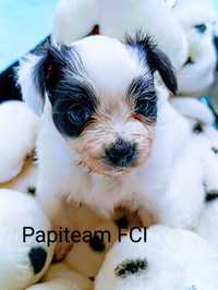 Papillon Suczka FCI Spaniel miniaturowy kontynentalny Zkwp