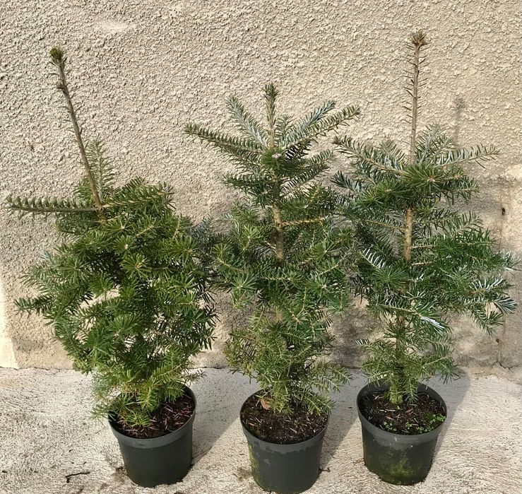 Jodła koreańska ,Jodła kalifornijska jednobarwna .Piękne duże sadzonki