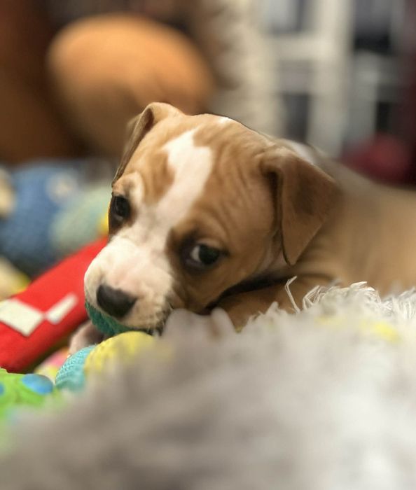 Efektowna Show Quality Suczka American Staffordshire Terrier ZKwP FCI