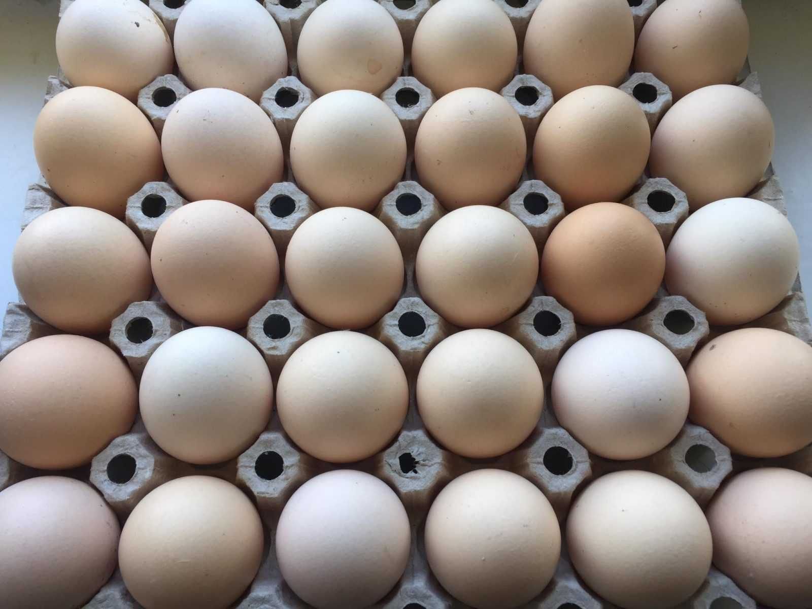 Jaja wiejskie świeże