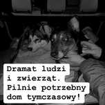 Cygi i jego koleżanka szuka domu