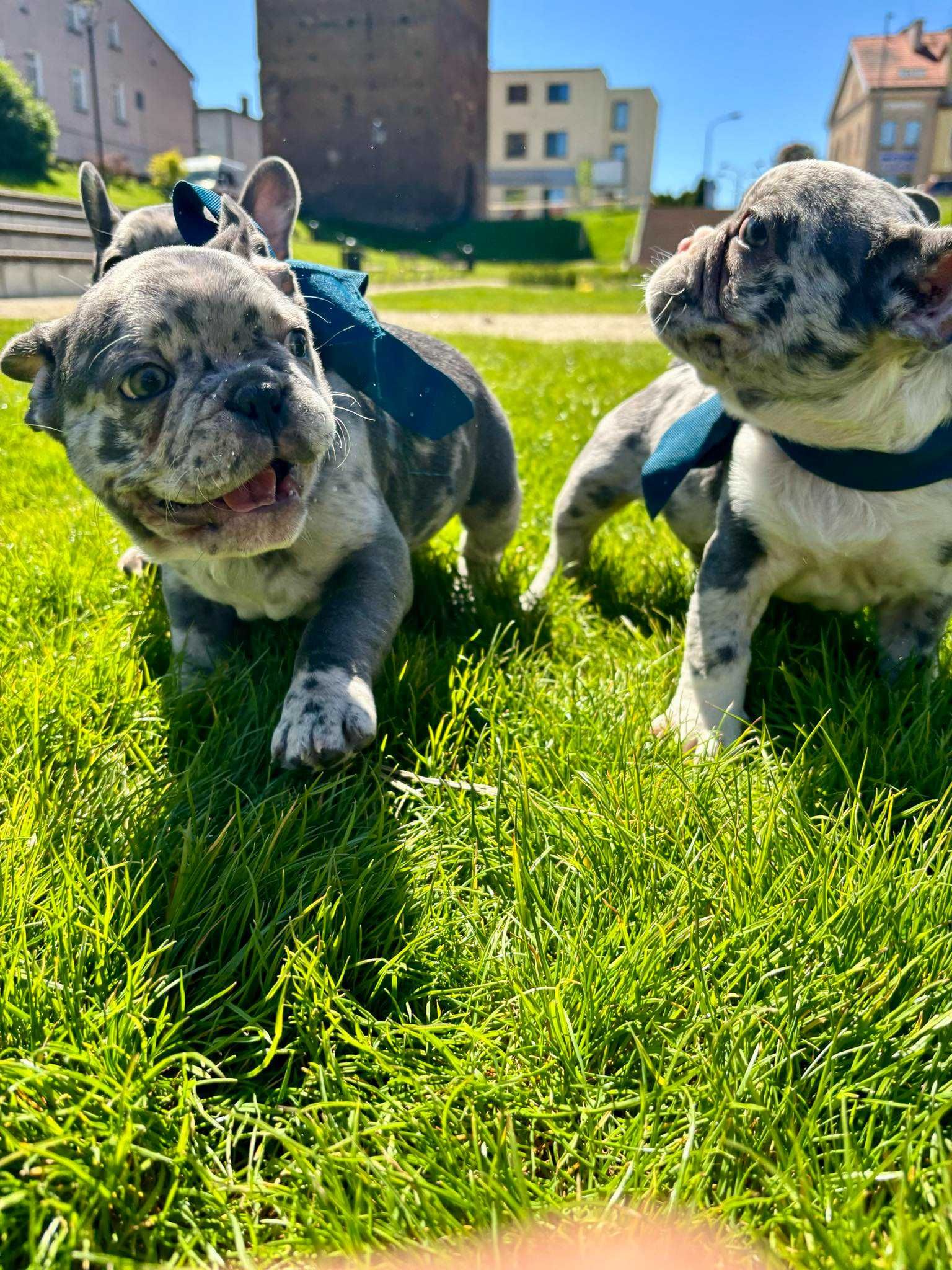 Buldog francuski blue merle