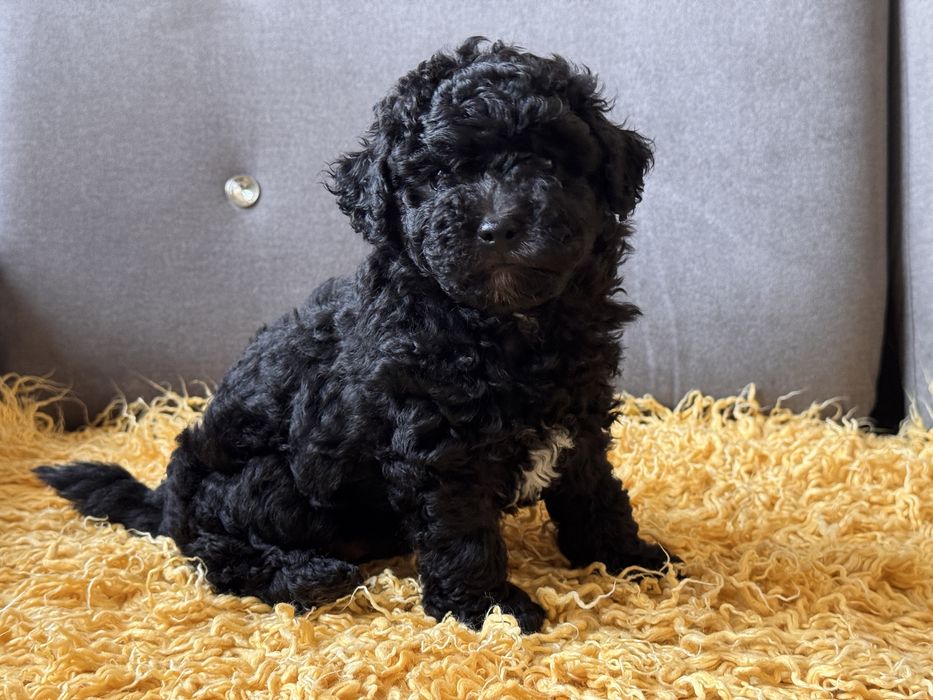 Bichpoo chłopiec gotowy do odbioru