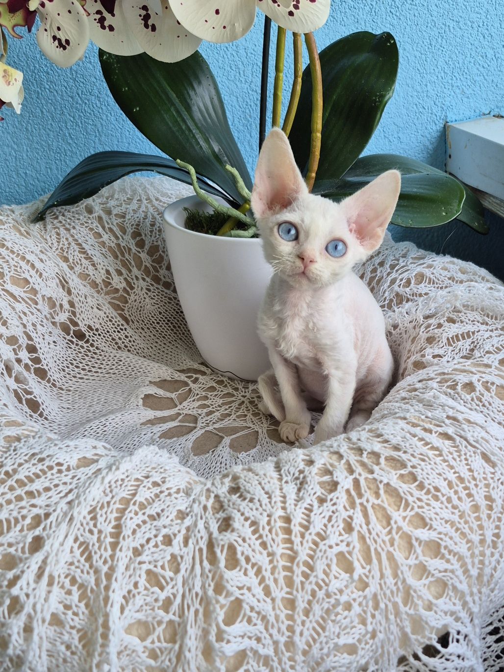 Kocurek Devon Rex FPL