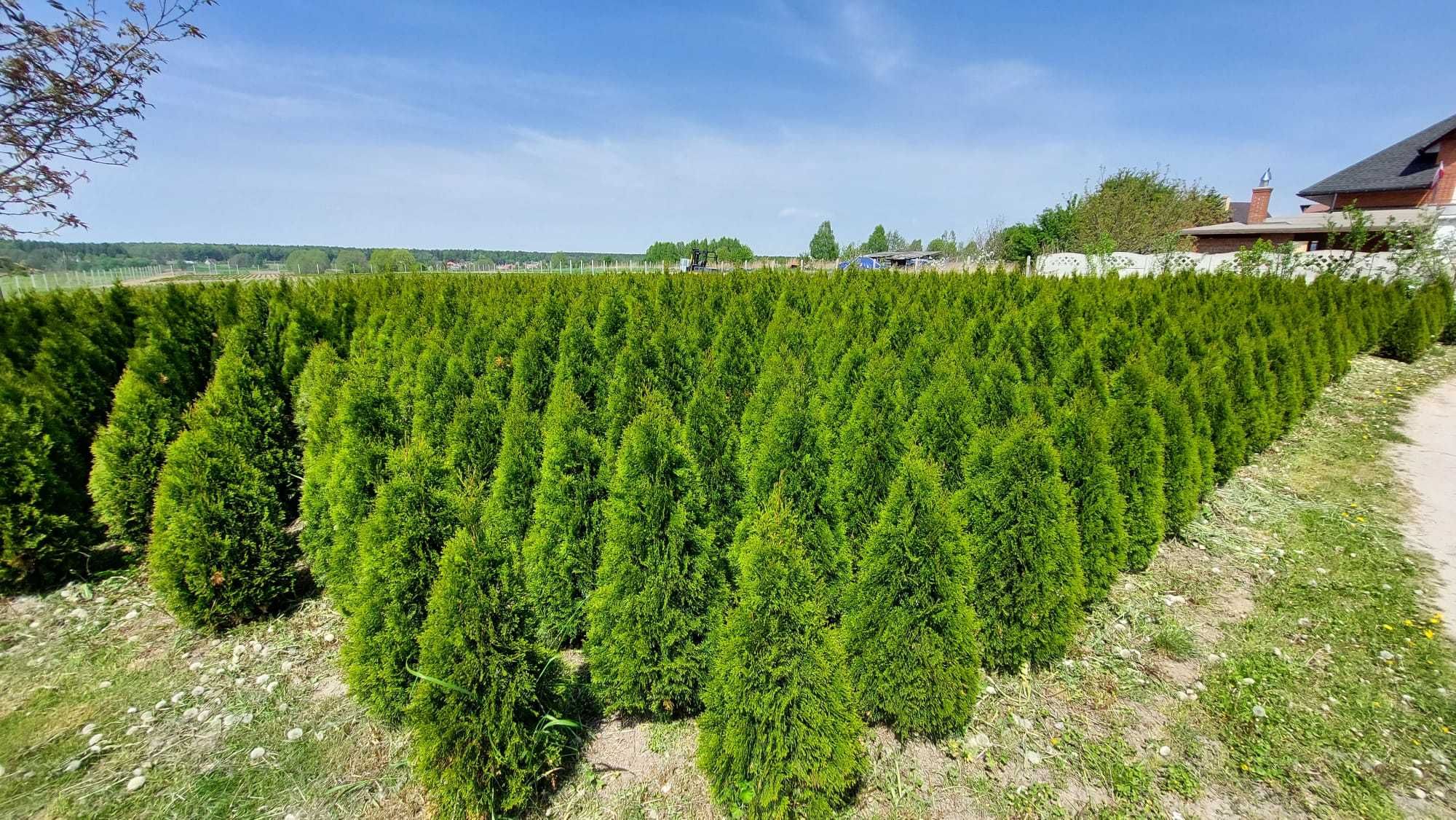 Tuja szmaragd z gruntu do +200cm !!!