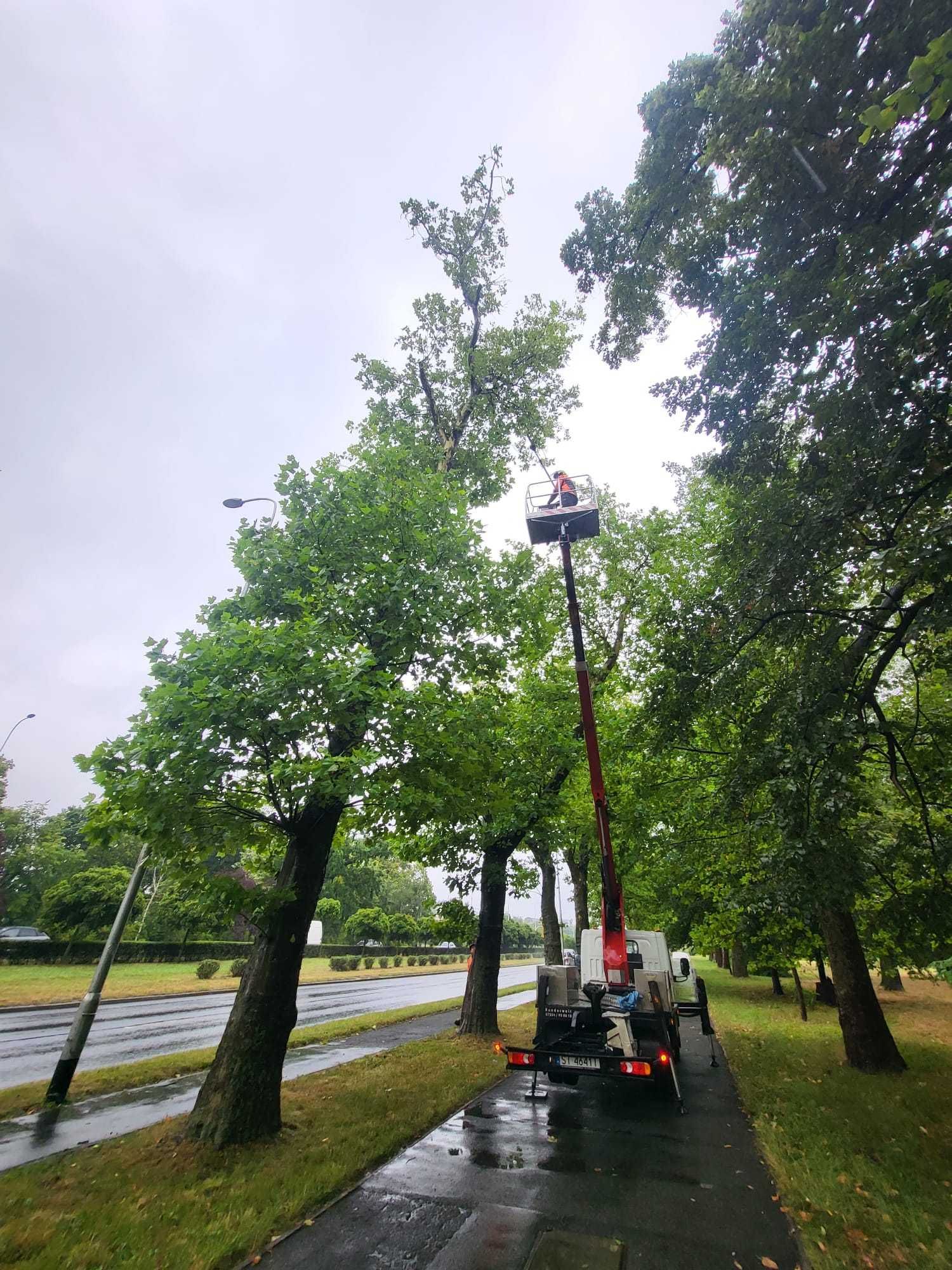 Usługi Arborystyczne, Wycinka Drzew, Pielęgnacja Drzew, Koszenie Traw