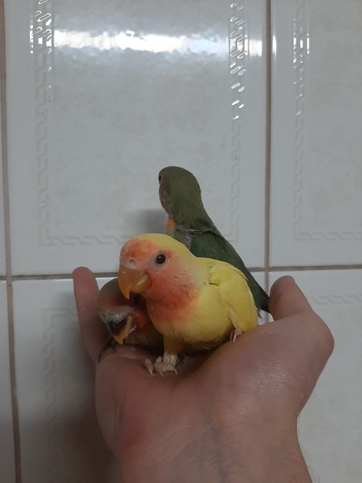 Agapornis Domesticados