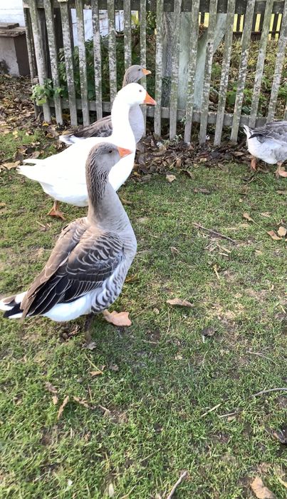 Продам гусей