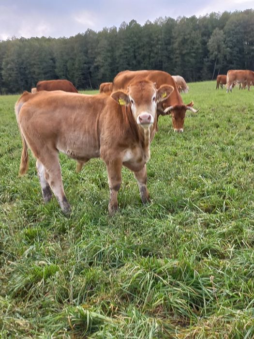 Byczki Blonde d'Aquitaine