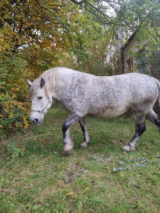 Sprzedam klacz szpaczkę