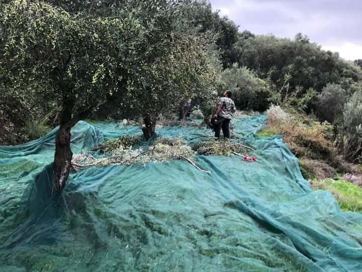 Oliwa z oliwek extra virgin najlepsz grecka