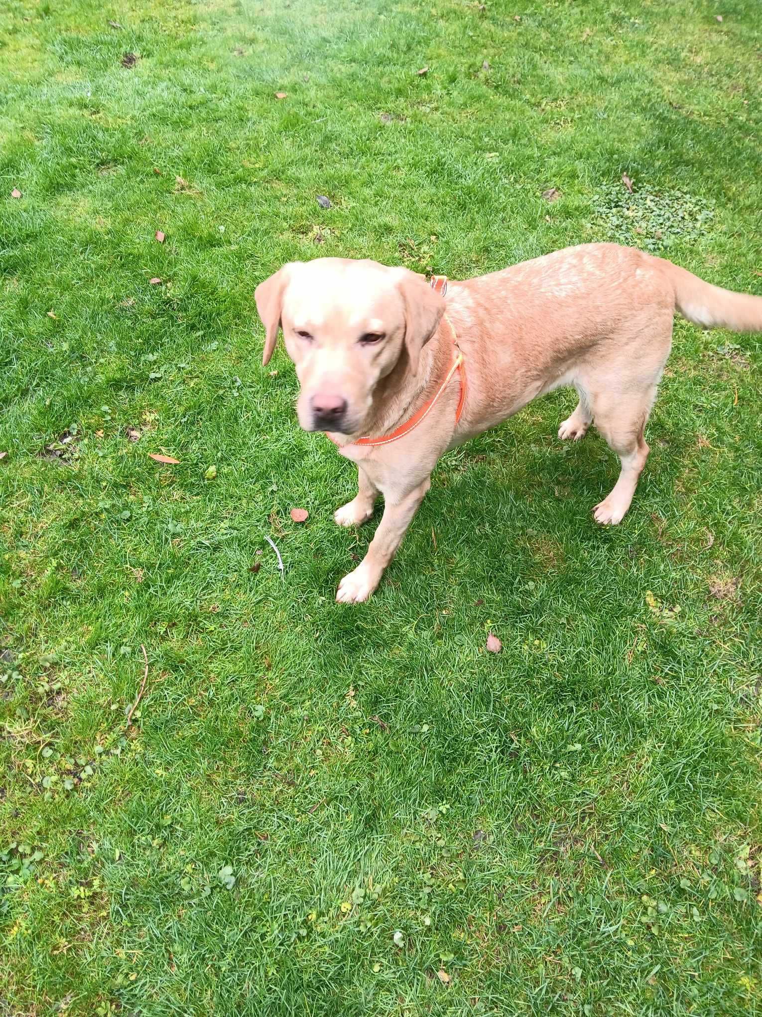 Labrador Retriever Sunia Dorosła