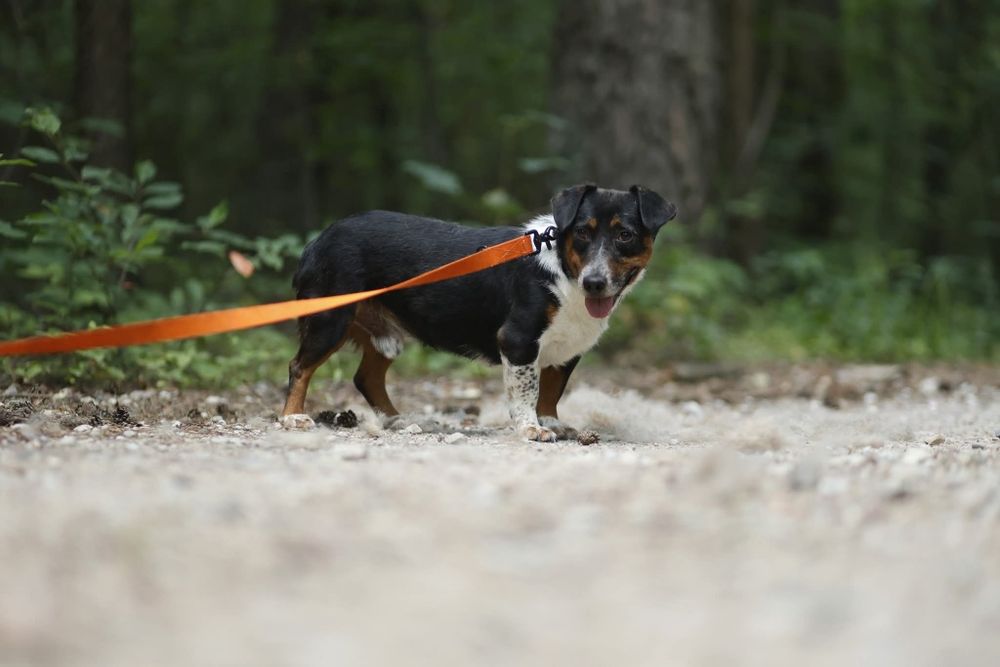 Idek szuka domu tymczasowego lub stałego!