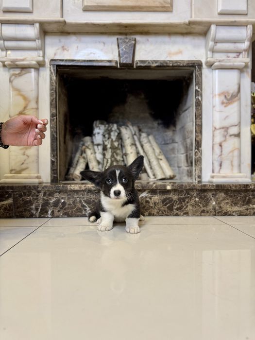 Коргі кардиган триколол найкращого розведення