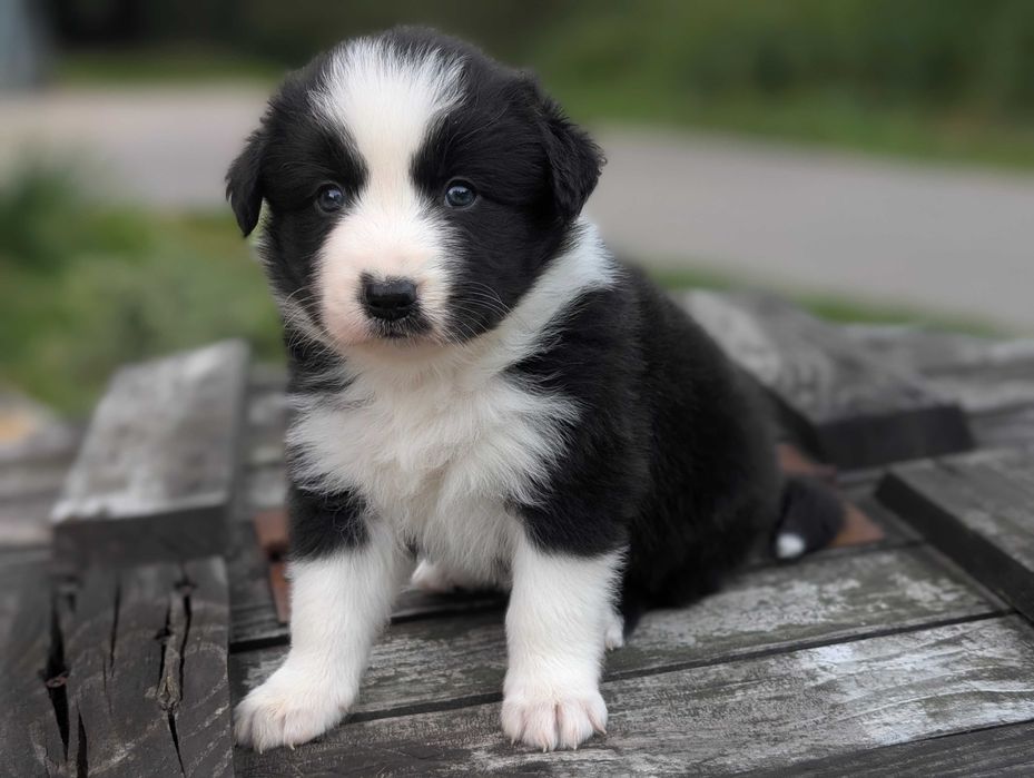 Border Collie sunia suczka dziewczyna przebadani rodzice do odbioru
