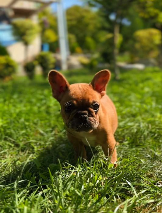 Продам цуценят французького бульдога