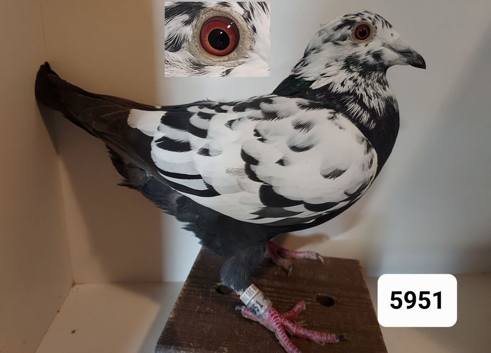 Gołębie Pocztowe Lini Scherens Vangramberen