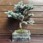 Swierk srebrny bonsai drzewko w recznie wykonanej betonowej donicy
