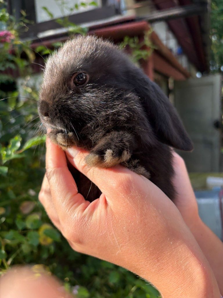 królik miniaturka baranek mini lop hodowla