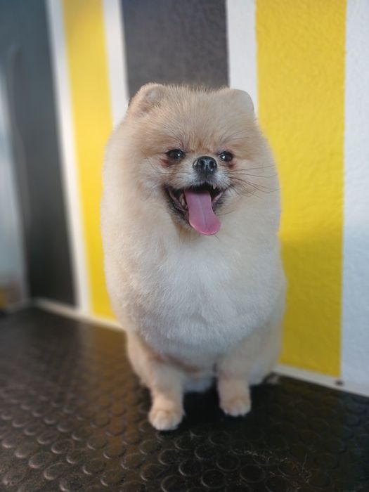 Вязка Шпиц Померанский