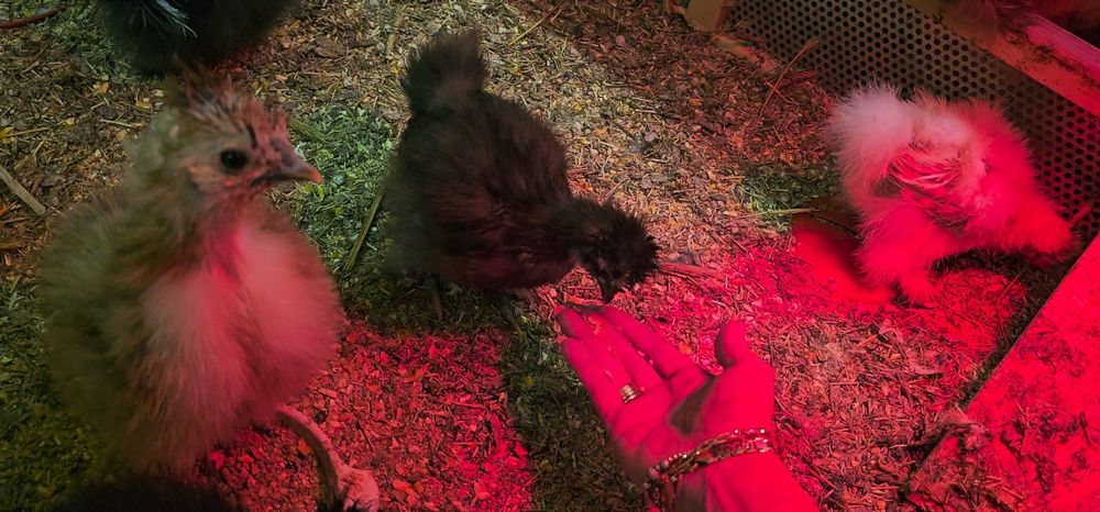 Silkie Jedwabiste USA