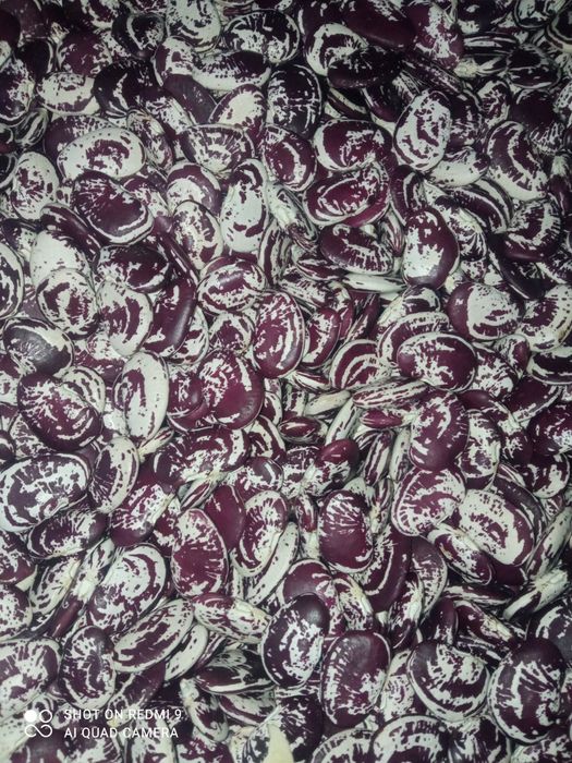 Квасоля різних сортів. Врожай - 2025 р.