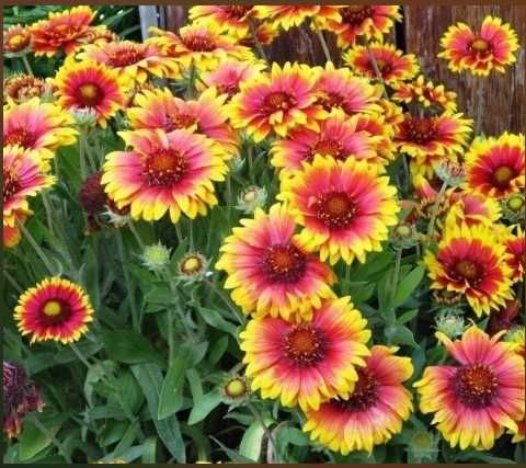 белые нарциссы луковицы