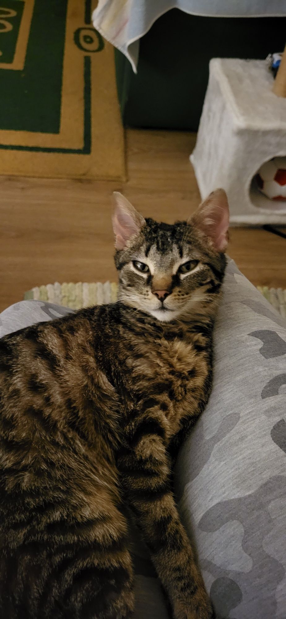 Kociak do adopcji