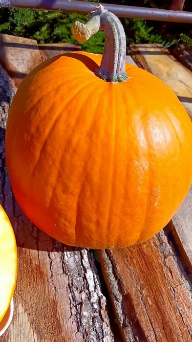 Nasiona dyni gome bambino ekologiczne