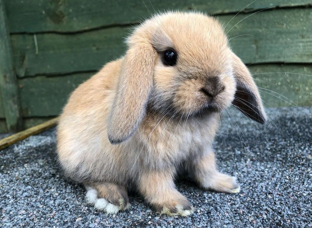 KIT Coelhos anões orelhudos, mini lop desparasitados